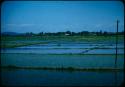 Rice fields