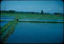 Rice fields