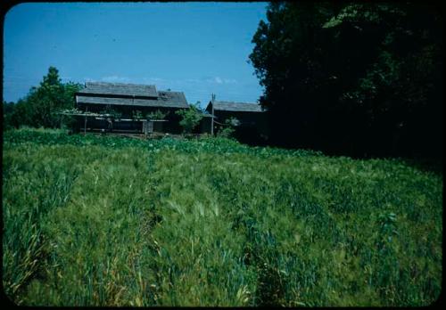 Field, with buildings in background