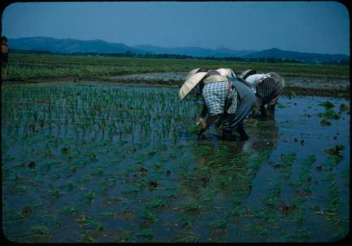 People working in rice field