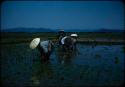 People working in rice field