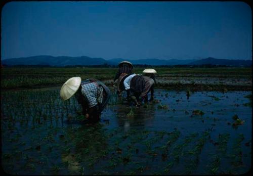 People working in rice field