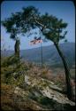 American flag surrounded by trees and cherry blossoms