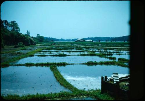 Rice fields