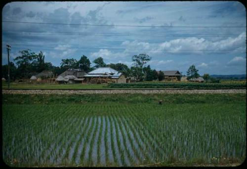 Rice field, with buildings in background