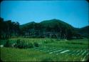 Field, with torii in background