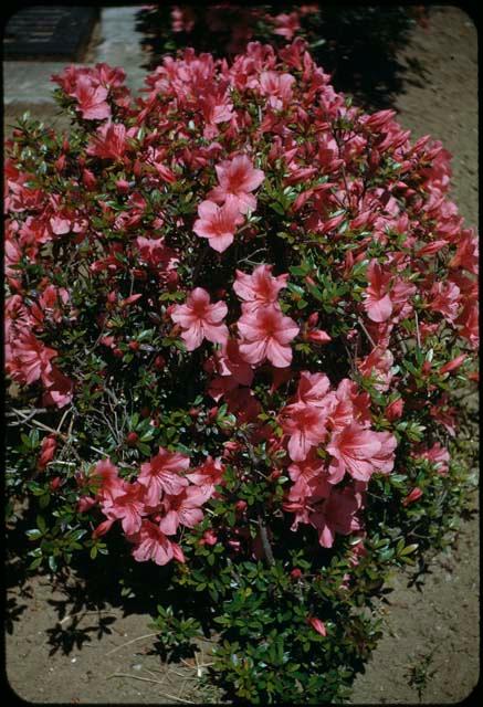 Tsutsugi (azalea)