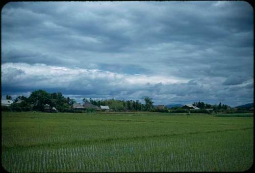 Field, with buildings in background