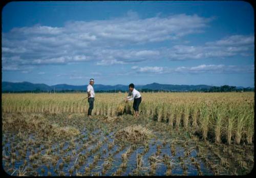 Rice harvest