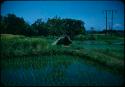 Rice field