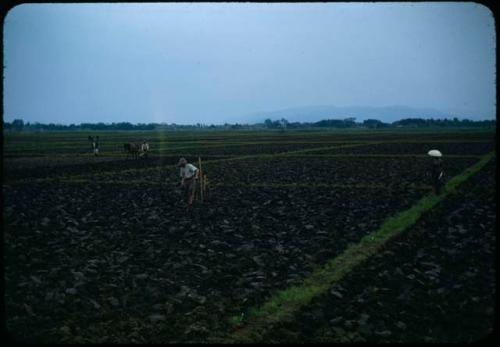 People working in field