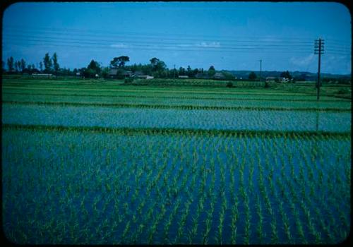 Rice fields