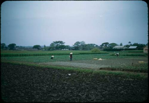 People working in fields