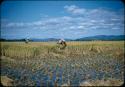 Rice harvest