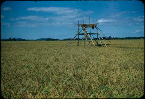 Rice harvest