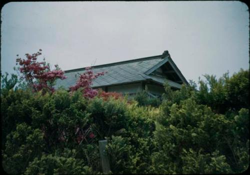 Cherry blossoms and house