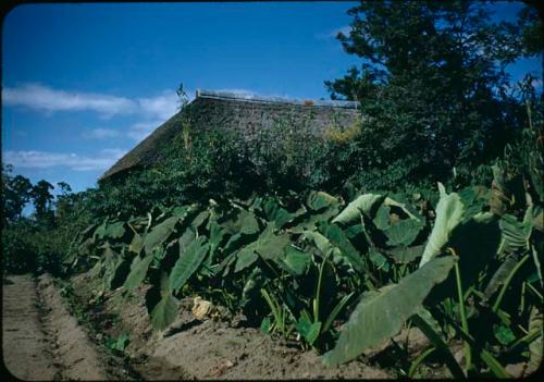 Field and house