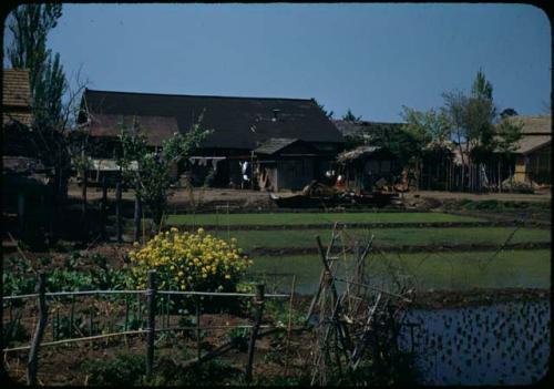 Farmhouse and rice fields