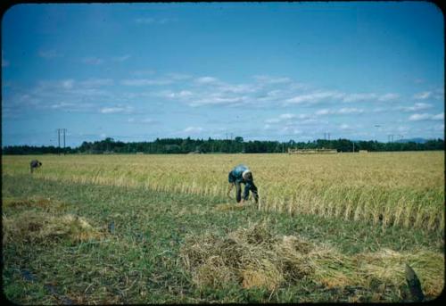 Rice harvest