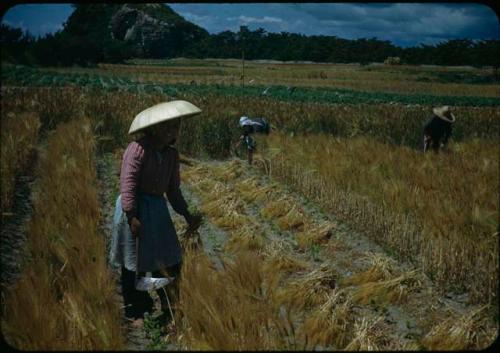 Harvesting barley