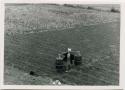 Man carrying buckets of human waste for fertilizer