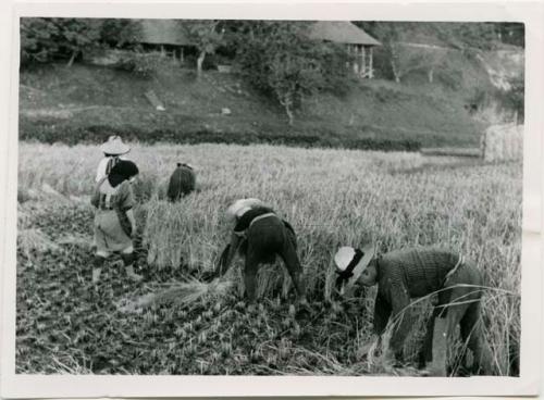 Rice harvest