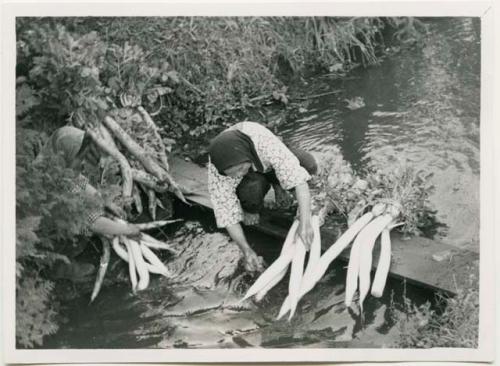 Woman washing Daikon radishes in stream