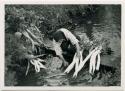 Woman washing daikon radishes in stream