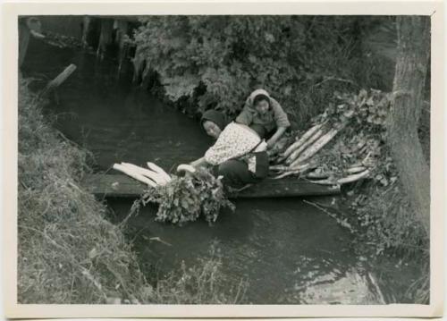 Women washing daikon radishes in stream