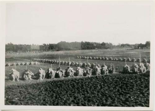 Rice drying in field