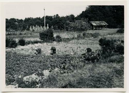 Women digging radishes