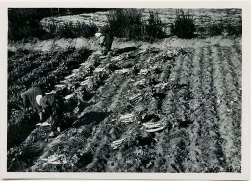 Digging radishes