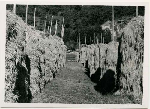 Rice drying