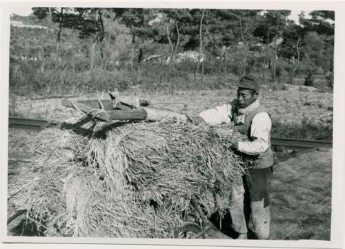 Loading rice