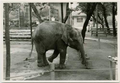 Elephant at Takarazuka Zoo