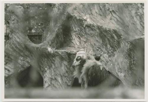 Vulture at Takarazuka Zoo