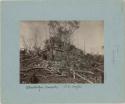 Ruin on top of rubble and fallen trees