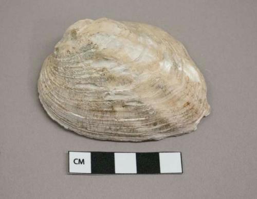 Mollusk shell