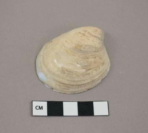 Mollusk shell