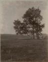 Cherry Tree Mound