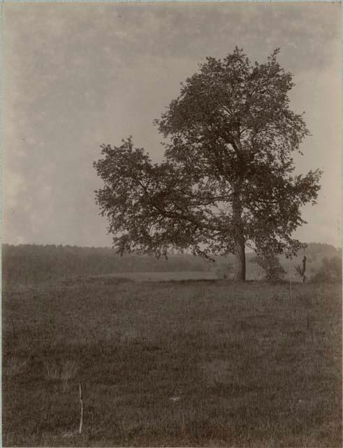 Cherry Tree Mound