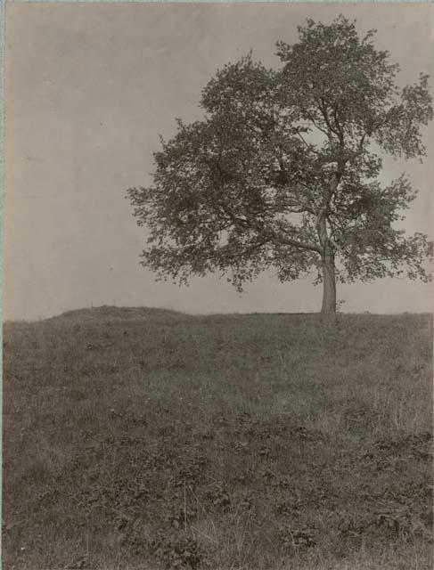 Cherry Tree Mound