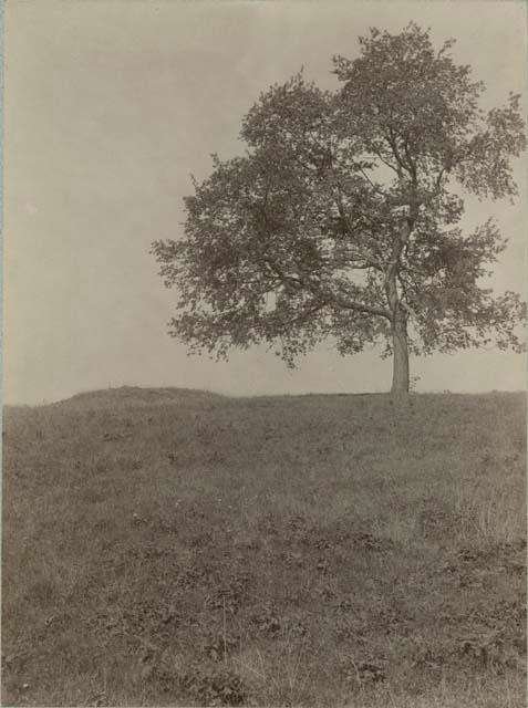 Cherry Tree Mound