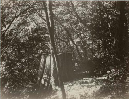 Wooden area with large tree stump