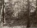 Wooden area with two men standing next to trees