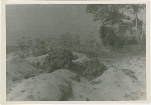 Area A, Trench 1, end of dig with vegetation growth on dirt piles