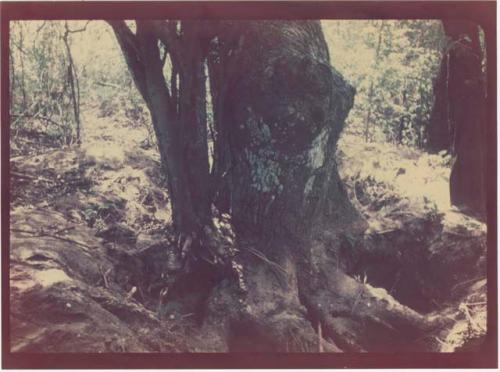 View of "Treasure Tree" trunk