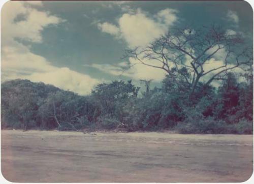 Beach landscape, "Treasure Tree"