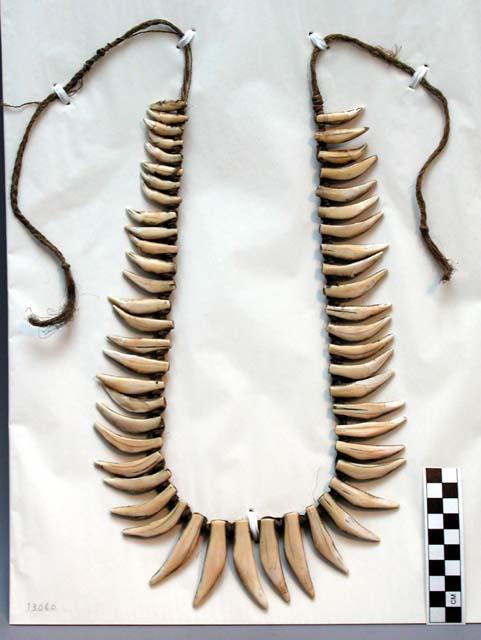 Dance girdle or necklace of worked teeth