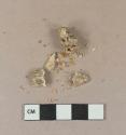 Unidentified tooth fragments, all mend